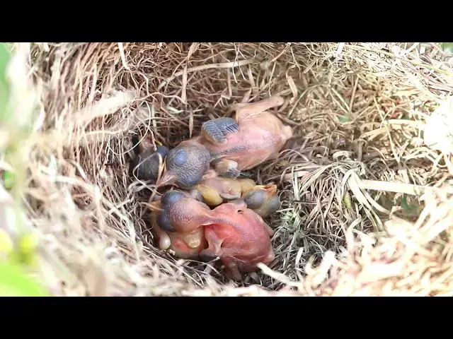 Video thumbnail for Bay's Golden Bird: A Fascinating Look into its Nesting Habits  @ViralBirdNest