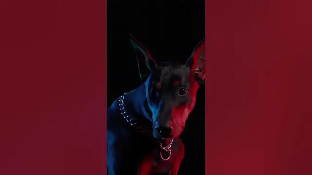 Video thumbnail for 1972’s The Doberman Gang #shorts