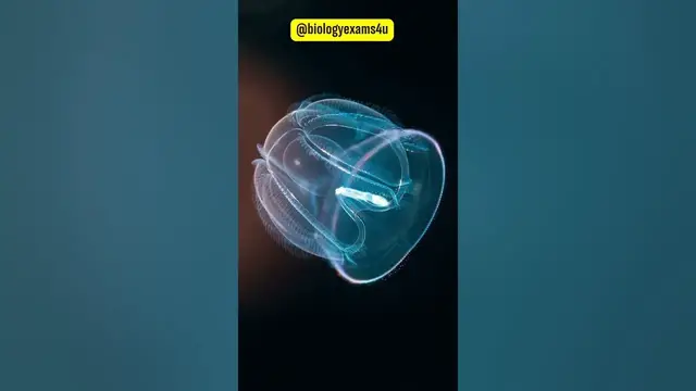 Video thumbnail for Ctenophora | Sea walnuts | Comb jellies |Animal Kingdom- Phylum Ctenophora - Examples@biologyexams4u