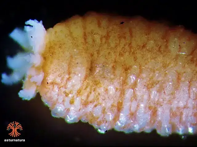 Video thumbnail for Leptosynapta bergensis