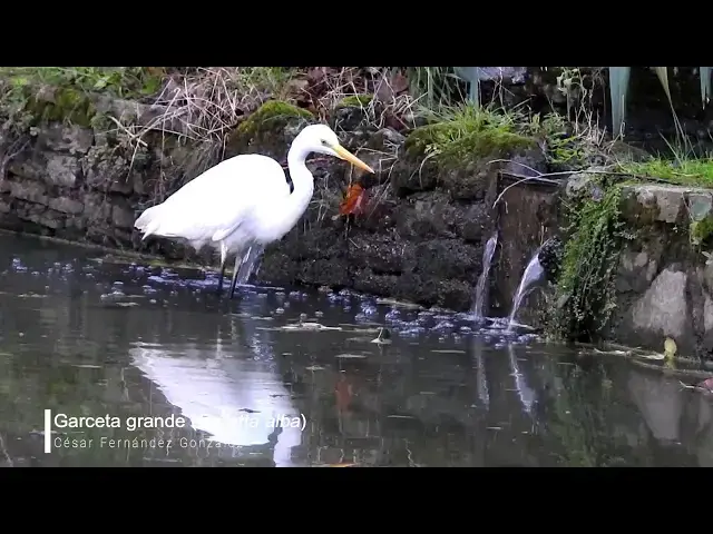 Video thumbnail for Garceta grande (Egretta alba)