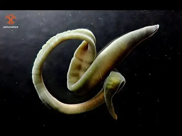 Video thumbnail for Lineus viridis