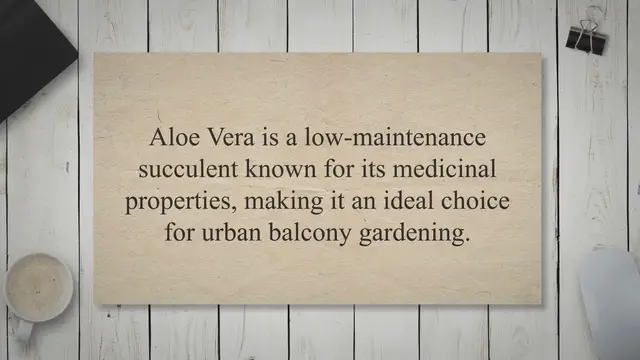 'Video thumbnail for How to Grow Aloe Vera on a Balcony!'