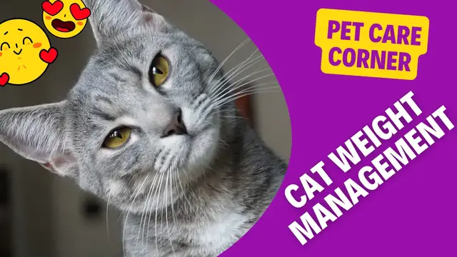 Video thumbnail for Cat Weight Management