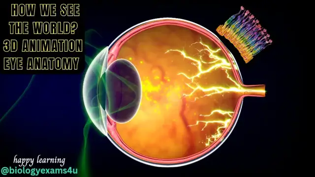 Video thumbnail for How we see the World ? 3D Medical Animation | How Eye works? | Anatomy of the Eye and its Functions
