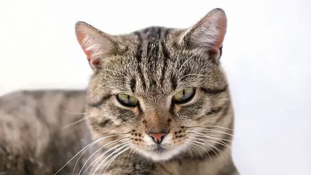 Video thumbnail for Should I Adopt an Adult Cat?