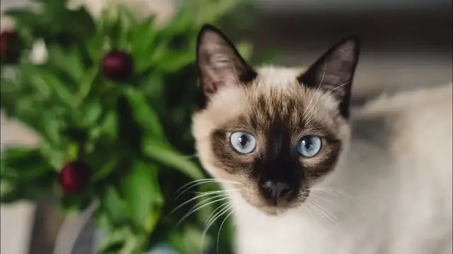 Video thumbnail for Spay or Neuter Your Cat: Pros & Cons