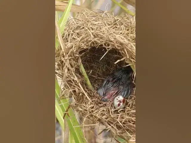Video thumbnail for Baby Birds Eat  #bird #birds #birdnest #birdwatching #shortvideo