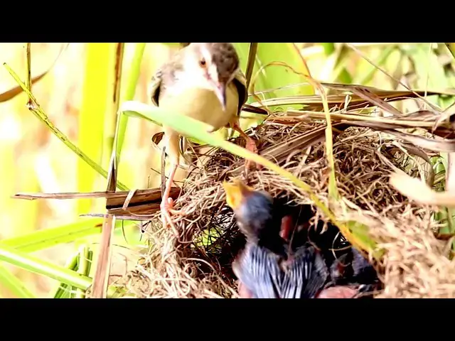 Video thumbnail for Gain Baby Bird Eat Food on nest - baby birds eat on nest