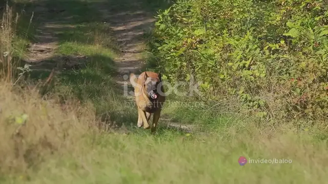 Video thumbnail for  German Shepherd vs Belgian Malinois_