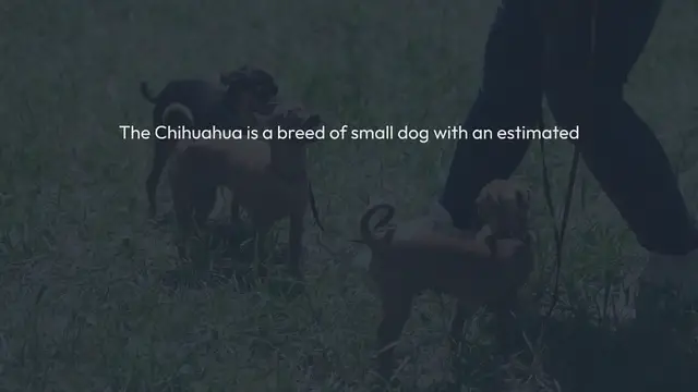 Video thumbnail for HOW MANY TEETH DO CHIHUAHUA DOGS HAVE?