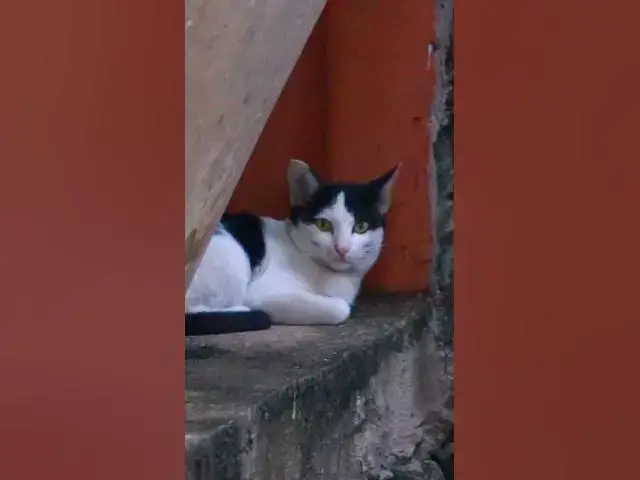 Video thumbnail for Cute of babies cat 27 #animals#Cat #shortcat #cats #allcat #allbabiescat #viralcat