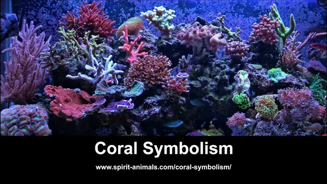 Video thumbnail for Coral Symbolism