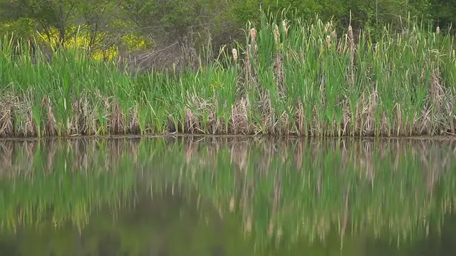 Video thumbnail for Swamp Water: Nature’s Mysterious Potion