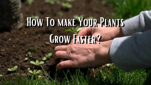 'Video thumbnail for How To Make Plants Grow Faster'