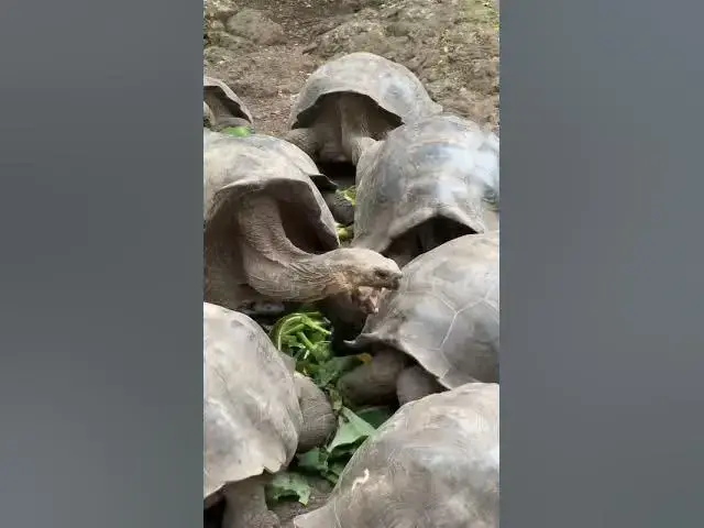 Video thumbnail for Giant Tortoises Are Awesome? Galapagos Cruise Part 8 #shorts