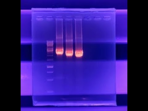Video thumbnail for Agarose Gel Electrophoresis of PCR Products .........PCR الفصل الكهربائي بجيل الأجاروز لنواتج تفاعل
