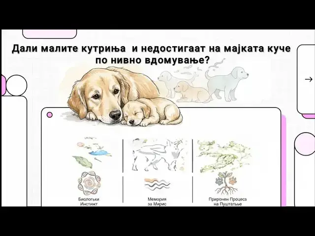 Video thumbnail for Дали на мајката куче и недостигаат кутрињата по нивно вдомување?