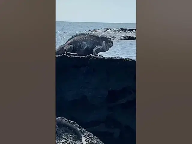 Video thumbnail for Galápagos Penguins & Marine Iguanas: Galapagos Cruise Part 10 #shorts