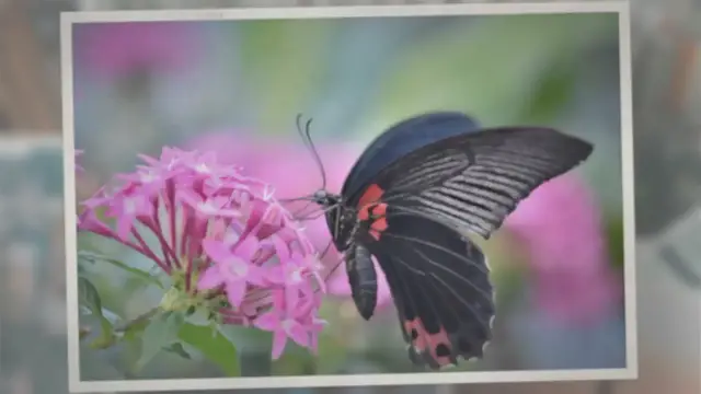 Video thumbnail for How Many Legs Do Butterflies Have?