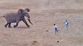 Video thumbnail for Elephants Show Tourists Why You Shouldn't Get Out Your Car
