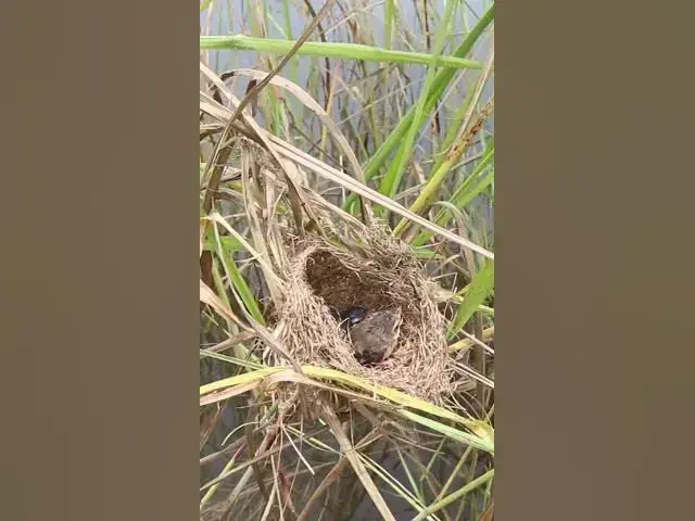Video thumbnail for Bird Family Breakfast Buffet Adorable Chicks EP#062 #birdslover #birdwatch #wildlife #nature #birds