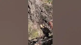 Video thumbnail for The firebugs🤔🤨😘#shorts