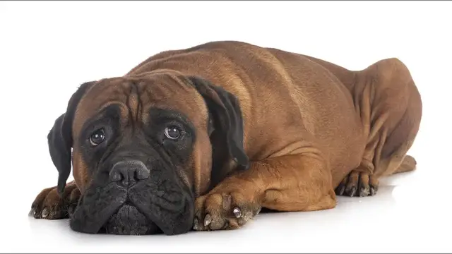 Video thumbnail for Cane Corso Pros and Cons