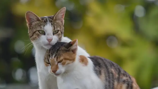 Video thumbnail for Hombre escorpio en relación