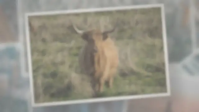 Video thumbnail for How Many Hearts Does a Cow Have?