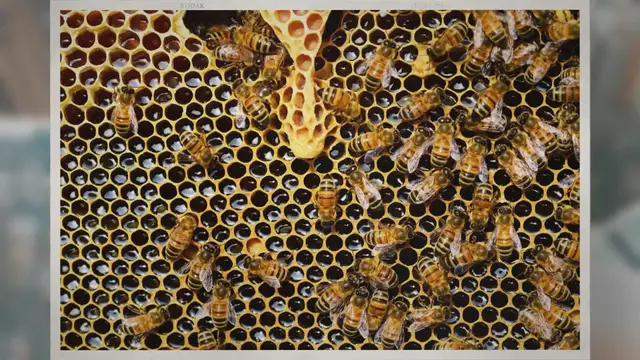 'Video thumbnail for How Long Do Bees Last Without Food? The Answer May Shock You!'