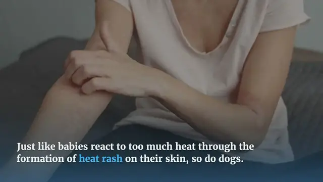Video thumbnail for Heat Rash on Dogs Symptoms, Home Remedies and Prevention