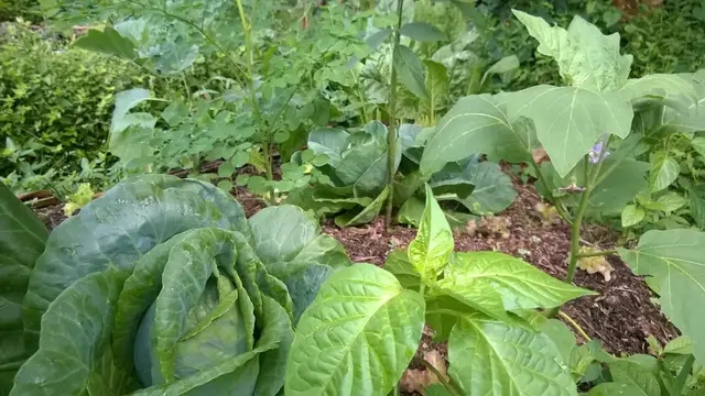 Video thumbnail for 9 Differences Between Organic And Natural Farming