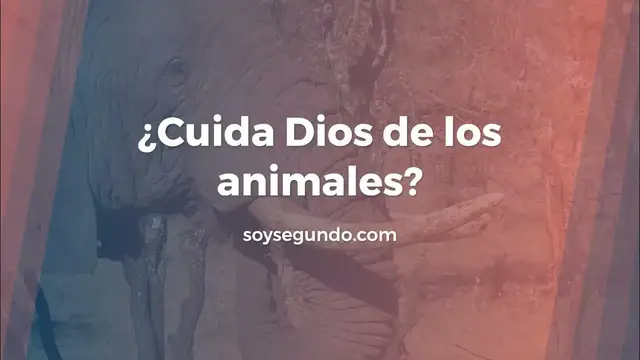 Video thumbnail for ¿Cuida Dios de los animales?