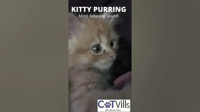 'Video thumbnail for KITTY PURRING: THE MOST RELAXING SOUND EVER #Shorts'
