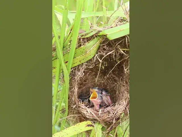 Video thumbnail for Mom Feed babies bird EP#252 #birds #nature #shortvideo #viralvideo #birds #farming #wildlife