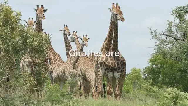Video thumbnail for Giraffe Behavior