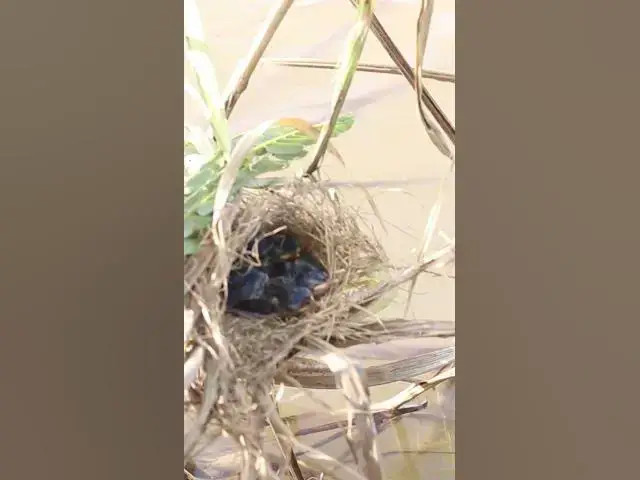 Video thumbnail for All  babies Bird Cute #Wildbabbler #newbornkids #viral #trending #shorts #short  #birdnestandbaby