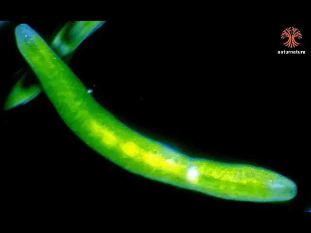 Video thumbnail for Symsagittifera roscoffensis