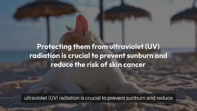 Video thumbnail for Cat Sun Protection Methods