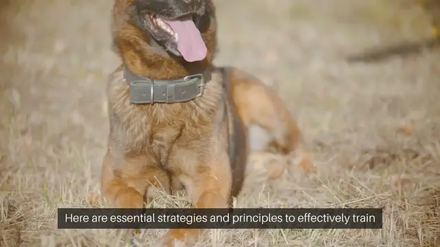 Video thumbnail for Training Puppies For Obedience