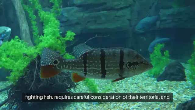 Video thumbnail for Betta Fish Tank Mates