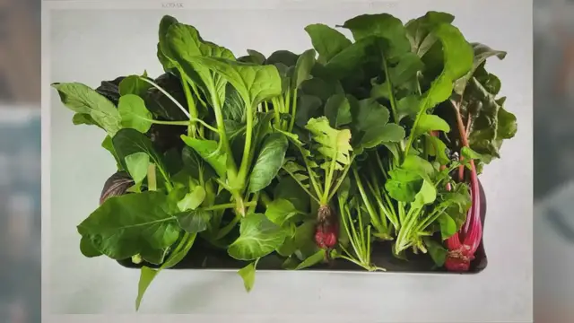 Video thumbnail for What Is a Dutch Bucket System?