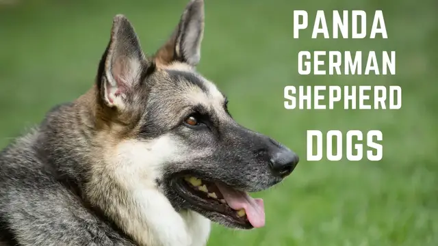 Video thumbnail for Panda German Shepherd Dogs