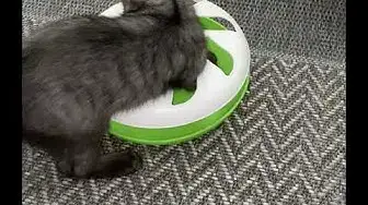 'Video thumbnail for Josie spielt mit einem Kugelbahnspiel'