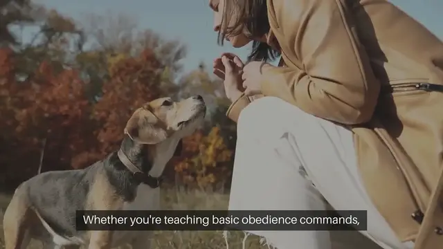 Video thumbnail for Puppy Training Gear