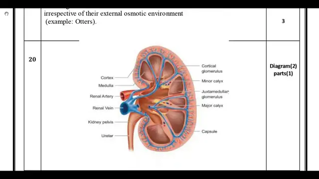 Video thumbnail for 11th Zoology 2nd MidTerm Answer Keys 2019-20 | Namakkal District | English Medium