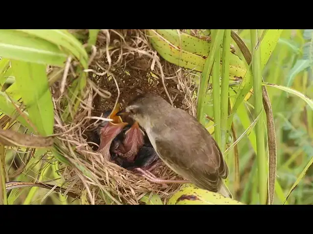 'Video thumbnail for Wild Bird Grown Bird Feeing Grasshopper To Babies in Nest @ViralBirdNest'