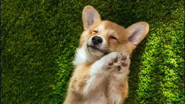 Video thumbnail for Can You Trust a Corgi?