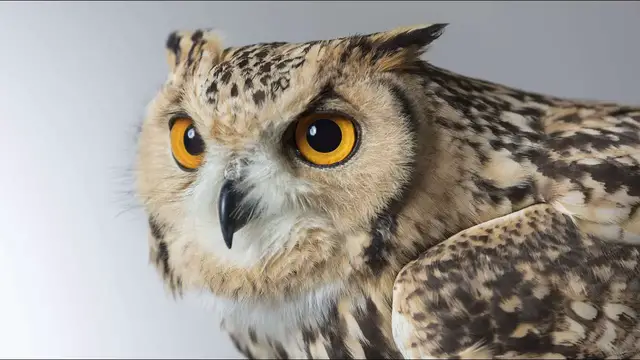 Video thumbnail for Top 10 Interesting Facts about Owls